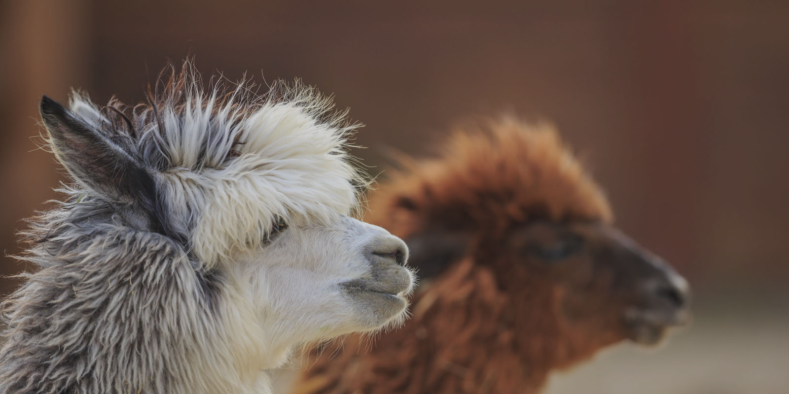 Alpacas